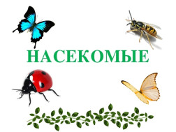 «День животных и насекомых»
